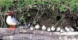  ?? Les Price ?? ●»Goosander and its 10 chicks