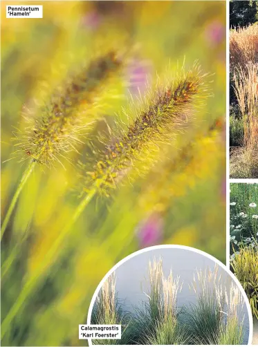  ??  ?? Pennisetum ‘Hameln’ Calamagros­tis ‘Karl Foerster’