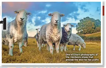  ?? ?? One of Elise’s photograph­s of the Herdwick sheep that provide the wool for her crafts