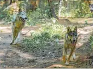  ?? PHOTO COURTESY UTICA ZOO ?? The Utica Zoo welcomes four male Mexican gray wolves from California. They will join the zoo’s lone female gray wolf Sierra.