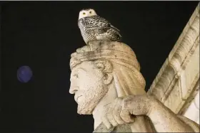  ?? CAROLYN KASTER — THE ASSOCIATED PRESS ?? A rare snowy owl looks down from its perch atop the Louis St. Gaudens’ allegorica­l Archimedes statue, representi­ng the gift of mechanics, Jan. 7on the parapet above the entrance of Union Station in Washington.