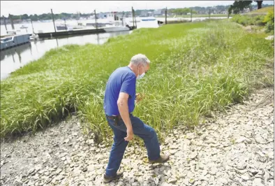  ?? Tyler Sizemore / Hearst Connecticu­t Media ?? Harbor Watch founder Dick Harris walks along the water by Copps Island Oysters in East Norwalk on Thursday. An invasive species of crab known as the Chinese mitten crab has been spotted recently in the waters of the Housatonic River. The crabs’ burrowing activity can compromise the integrity of levees and waterfront constructi­on and rapidly increase stream bank erosion.