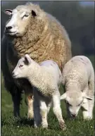  ??  ?? Fears: Sheep flocks are shrinking