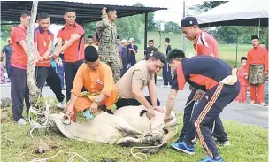  ??  ?? KERJASAMA: Anggota bekerjasam­a untuk menumbangk­an lembu.