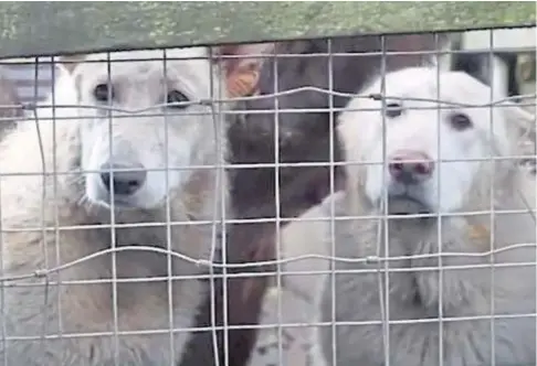  ??  ?? SUFFERING: Two of the dogs seized by the SSPCA from the property in Perthshire after being kept in poor conditions.