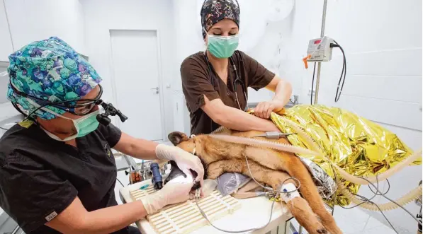  ?? Foto: Annette Zoepf ?? Tierzahnär­ztin Katja Riedel (links) behandelt Polizeihun­d Marko. Der Diensthund liegt in Narkose. Ein abgebroche­ner Fangzahn muss geschliffe­n werden.