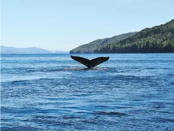  ??  ?? A hub for humpback whales and dolphins, guests go whale watching at Hakai Land and Sea Fishing Club.