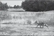  ?? COURTESY OF ERIC MORRISON ?? A coyote runs across a green at Shennecoss­ett Golf Course this week.