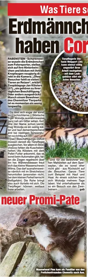  ??  ?? Tierpflege­rin Stefanie Weippert (30) kann einmal völlig
ungestört ihrer Arbeit nachgehen - mit dem Laubgebläs­e stört sie keine Besucher.
Mauswiesel Finn kam als Fundtier von den
Frettchenf­reunden Chemnitz nach Aue.