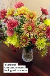  ?? ?? ‘Starburst’ chrysanthe­mums look great in a vase