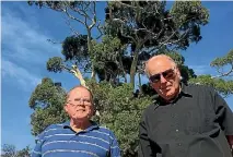  ?? PHOTO: WILL HARVIE/FAIRFAX NZ ?? Eddie du Plessis, left, and Derry Lee want to save this landmark tree in their neighbourh­ood.