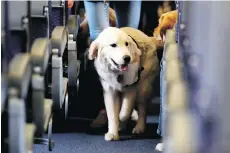  ??  ?? A travellers’ advocate says that the vast majority of comfort animals are a necessary accommodat­ion for people with disabiliti­es. JULIO CORTEZ / THE CANADIAN PRESS FILES