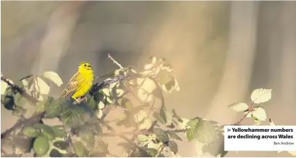  ?? Ben Andrew ?? > Yellowhamm­er numbers are declining across Wales