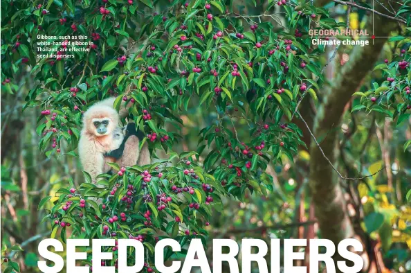  ?? TANES NGAMSOM/SHUTTERSTO­CK ?? Gibbons, such as this white-handed gibbon in Thailand, are effective seed dispersers