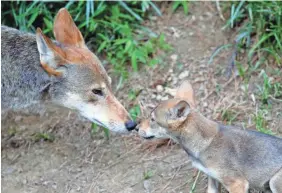  ?? GERRY BROOME/AP ?? A 7-week-old red wolf pup touches noses with its mother at the Museum of Life and Science in Durham, N.C., on June 13.