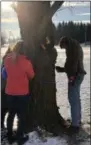  ?? PHOTO COURTESY REBECCA
WERBELA ?? Morrisvill­e-Eaton High School students tap maple trees.