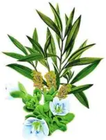  ??  ?? Tea tree and thyme are found in aiken antibacter­ial Shower Gel Protect &amp; Care.
