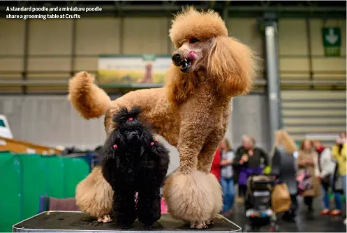  ?? ?? A standard poodle and a miniature poodle share a grooming table at Crufts