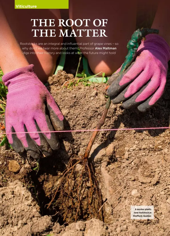  ??  ?? A worker plants new rootstock in Shefford, Quebec