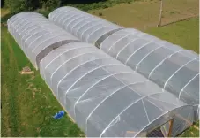  ??  ?? The polytunnel­s from above and some of their hot harvest.