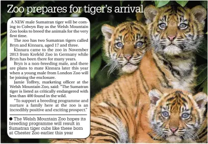  ??  ?? The Welsh Mountain Zoo hopes its breeding programme will result in Sumatran tiger cubs like these born at Chester Zoo earlier this year