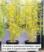  ??  ?? To revive a pot-bound bamboo, repot it or give it a good soak and feed it