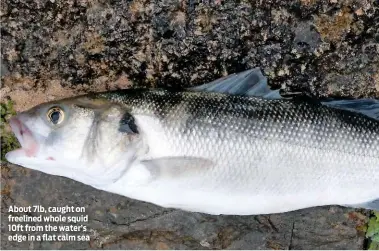  ??  ?? About 7lb, caught on freelined whole squid 10ft from the water’s edge in a flat calm sea