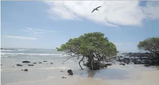 ?? PHOTOS: PATRICK DAVISON, UNC/WASHINGTON POST ?? A bird soars over a beach on Isabela in the Galapagos.