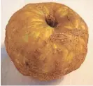  ??  ?? The Knobbed Russet, first grown in 1819 in Sussex, England, might not be the prettiest apple, but its flavor has been described as strong and earthy, rich and sugary. BAR LOIS WEEKS