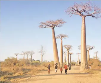  ?? GETTY IMAGES ?? Los gigantesco­s baobab africanos mueren repentinam­ente después de miles de años I