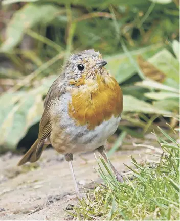  ?? PICTURE: ROGER WILMSHURST ?? Birds – like this robin – tend to hide away in late summer when they begin their annual moult