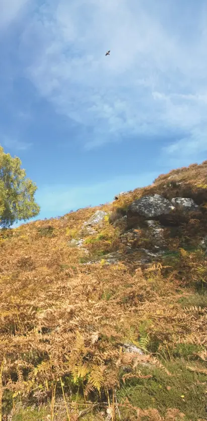  ??  ?? Left: Toby Finnis, the owner’s son, in a gully of birches. Below: spaniels were ideal in the terrain