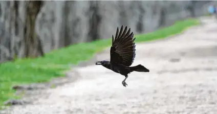  ?? Kathy Adams Clark / Contributo­r ?? American crows are omnivorous. They feed on nuts, grains, seeds, worms, insects, garbage, and small mammals.