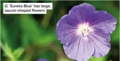 ?? ?? G. ‘Eureka Blue’ has large, saucer-shaped flowers