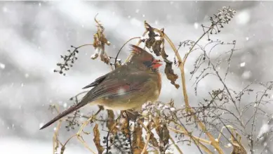  ?? BY PAM OWEN ?? A female northern cardinal feeds on dwindling pokeberrie­s.