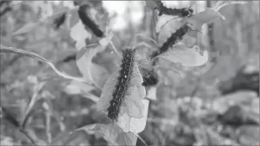  ?? File photo ?? Gypsy moth caterpilla­rs, pictured here last year, are starting to hatch again this spring. A forestry official says this year’s infestatio­n may be even worse than last year’s.