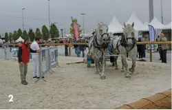  ??  ?? 2: One of the main equine attraction­s of the show is the driving competitio­n. Here, two two-year-old Percherons are being judged for turnout, safety, general condition and movement. 2