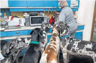  ??  ?? Angela keeps a freezer full of meat for the giant dogs but they still eat her furniture