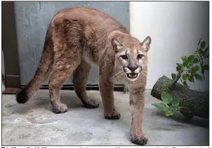  ?? (AP/The Bronx Zoo) ?? This 11-month-old, 80-pound cougar that was removed from an apartment in the Bronx borough of New York is going to the Turpentine Creek Wildlife Refuge in Eureka Springs. The cougar, named Sasha, was being kept illegally in the apartment.