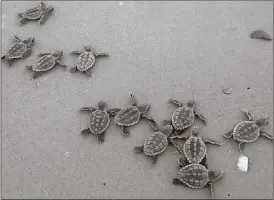  ??  ?? The number of sea turtle nests along the Georgia coast this year could be double the historical average.