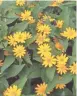  ?? JAN RIGGENBACH ?? Bright yellow flowers cover bushy, heat-loving melampodiu­m plants throughout the summer.