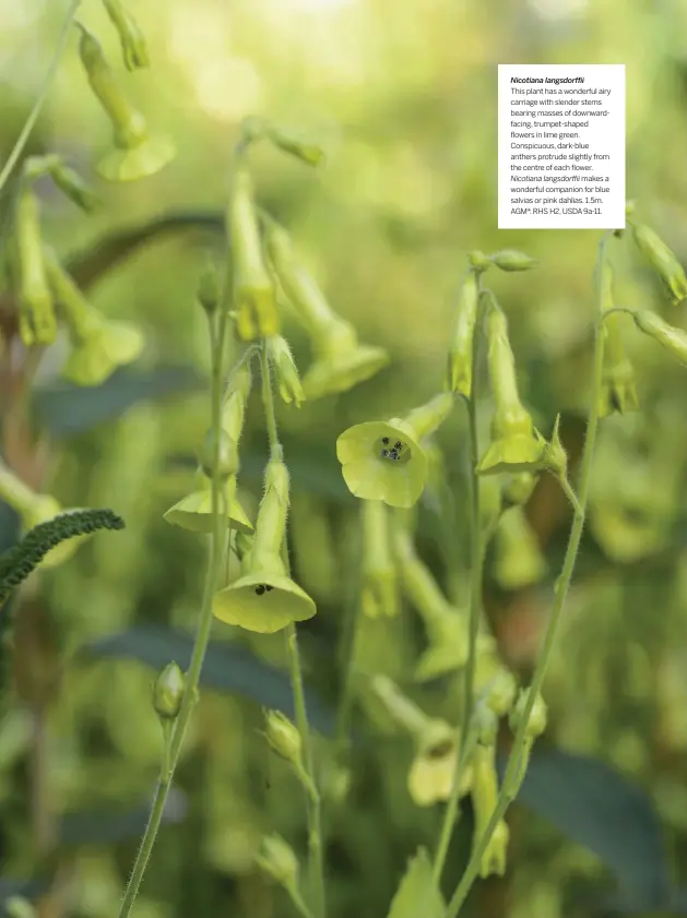  ??  ?? Nicotiana langsdorff­ii
Nicotiana langsdorff­ii