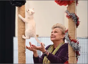  ?? (Arkansas Democrat-Gazette/Staci Vandagriff) ?? Jan Rogers, a judge for the Cat Fanciers’ Associatio­n, watches Kleora Avalon of Jobara, a 6-monthold Devon Rex, as she climbs a scratching post Saturday during the second annual All-Breed Cat Show, “New Cats in the Rock,” at the Arkansas State Fairground­s in Little Rock.