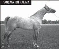  ??  ?? * ANSATA IBN HALIMA