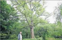  ?? BURHAAN KINU/HT PHOTO ?? Next in our series on the iconic trees of the national capital, we have the Semal, also known as the Bombax ceiba, as seen in Lodhi Garden. The towering tree, seeds of which are used for stuffing pillows and mattresses, are found on Delhi's avenues. Hindustan Times