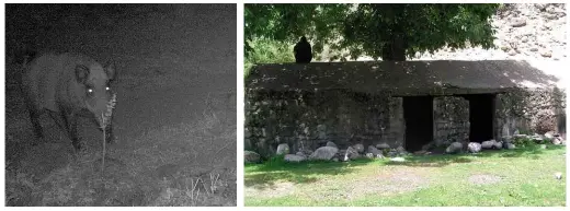  ??  ?? TOP: Zai Dim wrestled with what was apparently a female gul he believed wanted to mate with him. ABOVE LEFT: Trail cameras captured images of a number of animals, including bears, porcupines and the boar seen here – but sadly no mysterious manimals. ABOVE RIGHT: A typical stone hut in the Romit Valley.