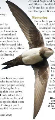  ??  ?? After 40 years of searching Common Swift flocks, this Alpine Swift was discovered at the author’s local patch of Barton Pits in May 2009.