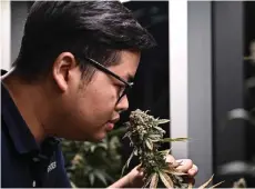  ?? — AFP photo ?? File photo shows Taratera cannabis lab co-owner Kajkanit ‘Gem’Sakdisubha smelling a cannabis plant inside one of their medicinal cannabis dispensari­es, The Dispensary by Taratera, in Bangkok.