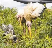  ?? KEN BOHN SAN DIEGO ZOO WILDLIFE ALLIANCE ?? A ninth milky stork chick — shown with its parents — hatched in June at the San Diego Zoo Safari Park under a breeding program for the species.