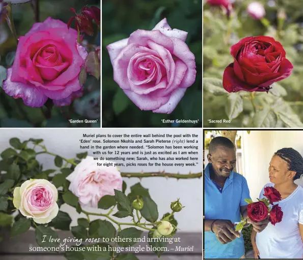  ?? ?? ‘Garden Queen’ ‘Esther Geldenhuys’
Muriel plans to cover the entire wall behind the pool with the ‘Eden’ rose. Solomon Nkohla and Sarah Pieterse (right) lend a hand in the garden where needed. “Solomon has been working with us for 12 years and is just as excited as I am when we do something new; Sarah, who has also worked here for eight years, picks roses for the house every week.” ‘Sacred Red’ I love giving roses to others and arriving at someone’s house with a huge single bloom. – Muriel